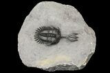 Spiny Walliserops Trilobite - Msissi, Morocco #161687-2
